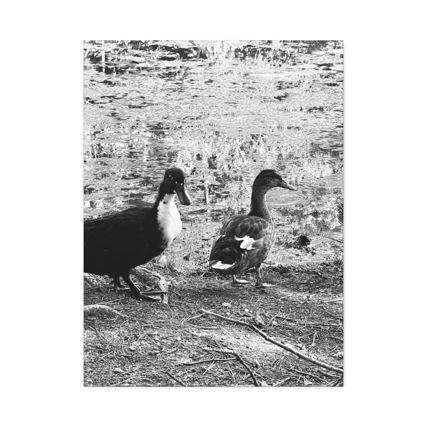 BW Ducks