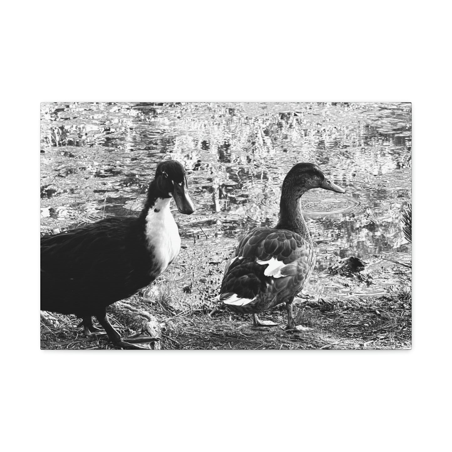 BW Ducks