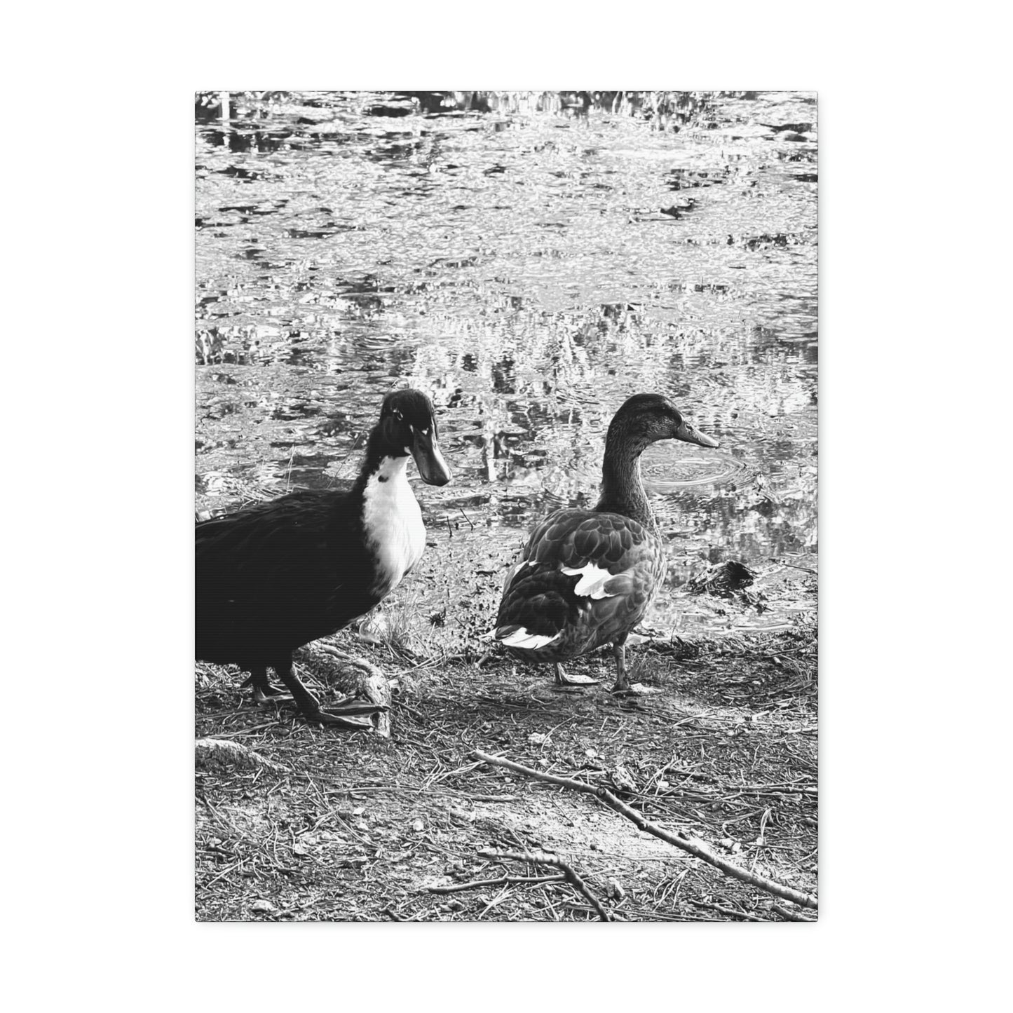 BW Ducks