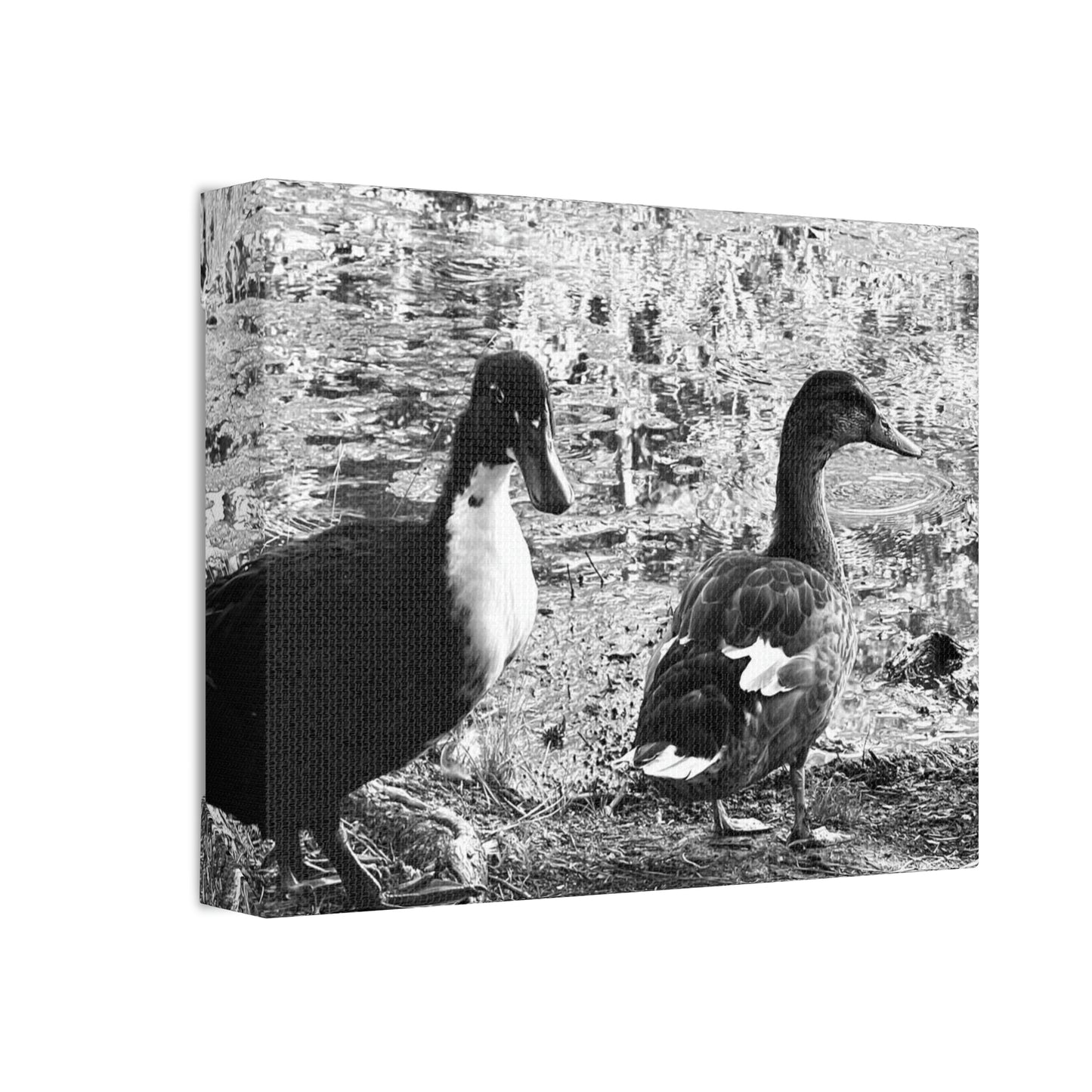 BW Ducks