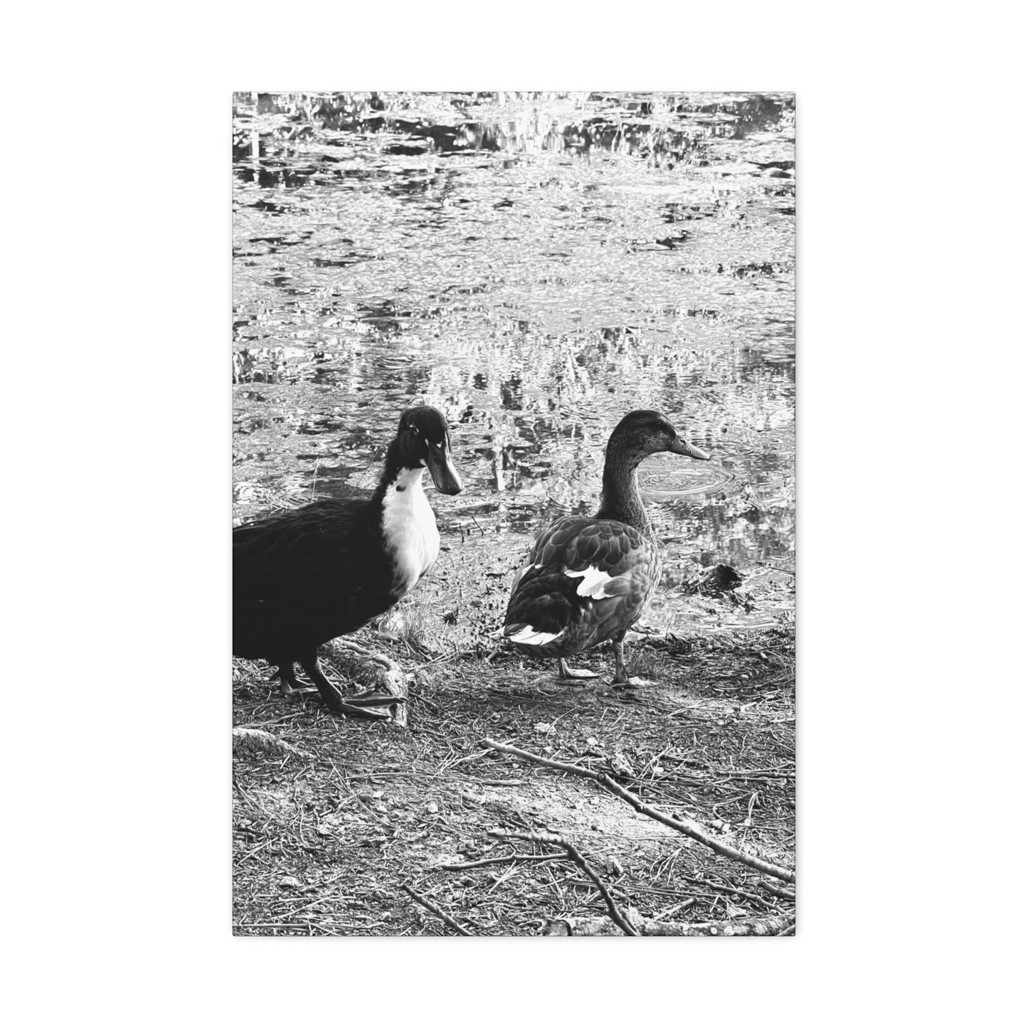 BW Ducks