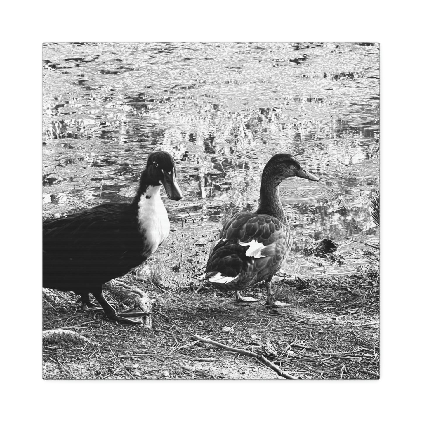 BW Ducks