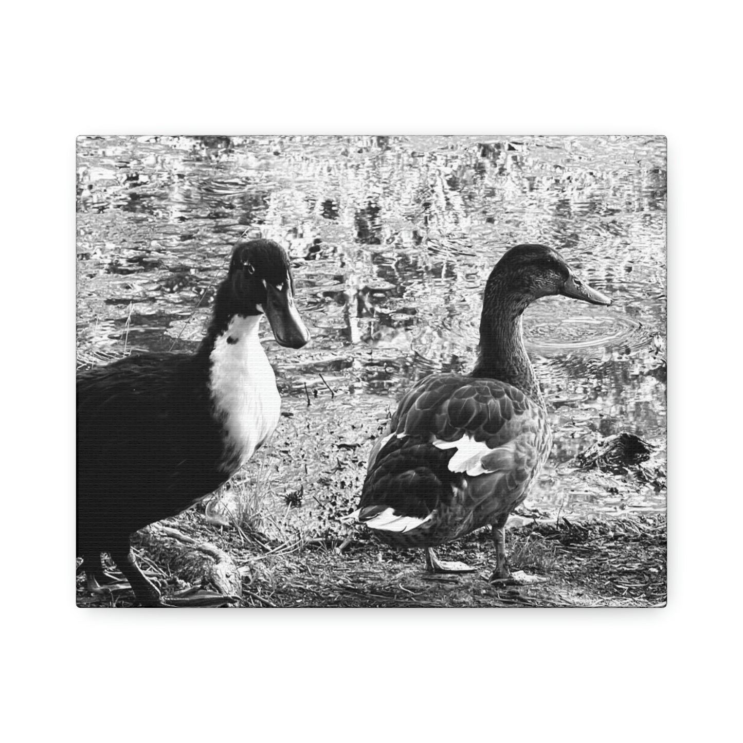 BW Ducks