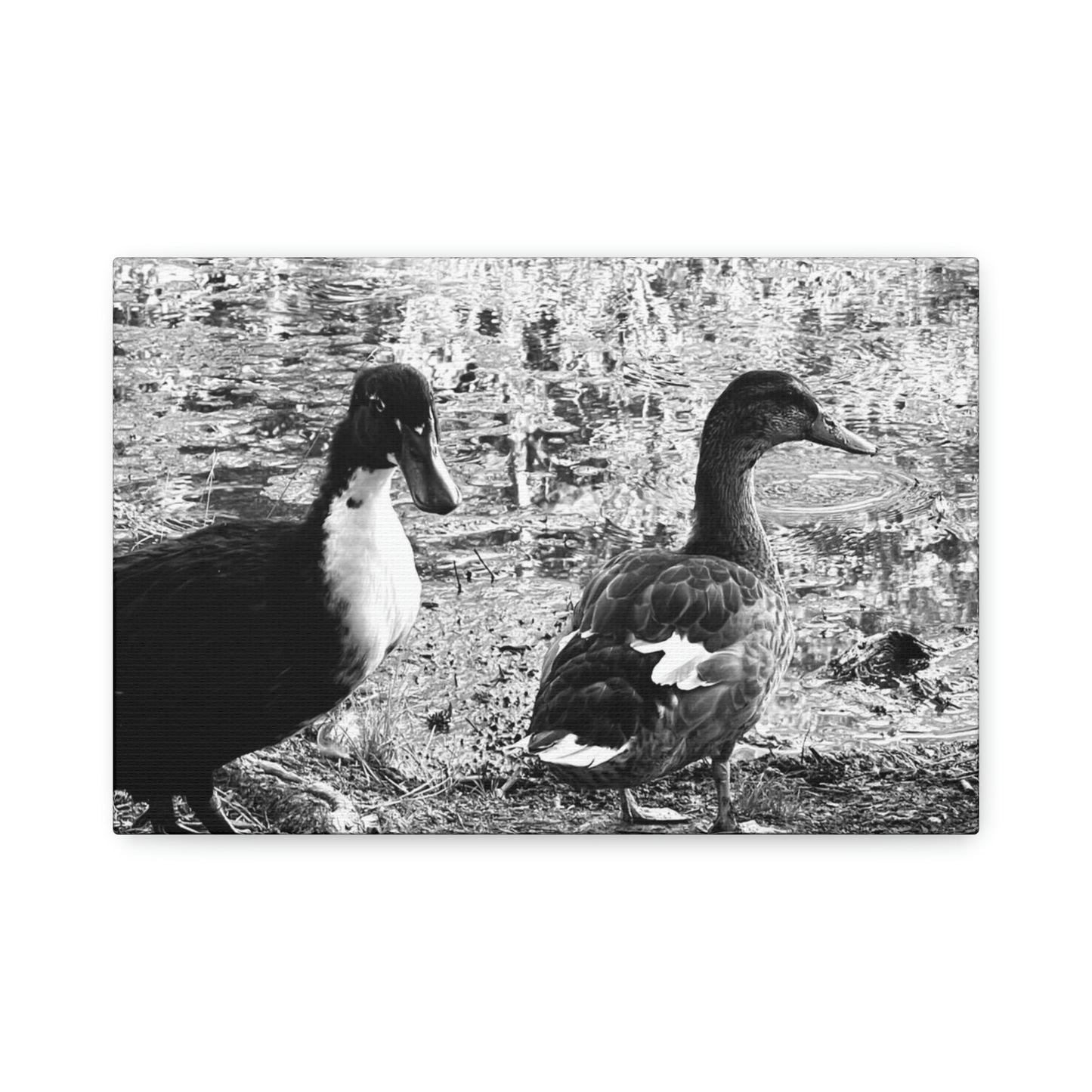 BW Ducks