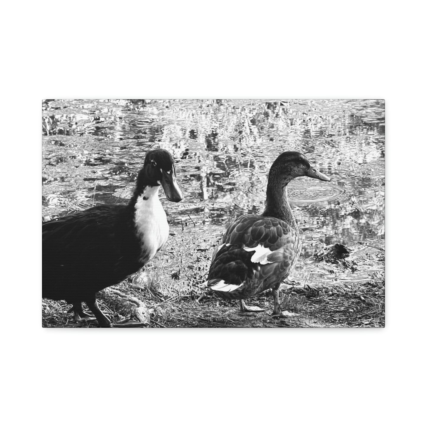 BW Ducks