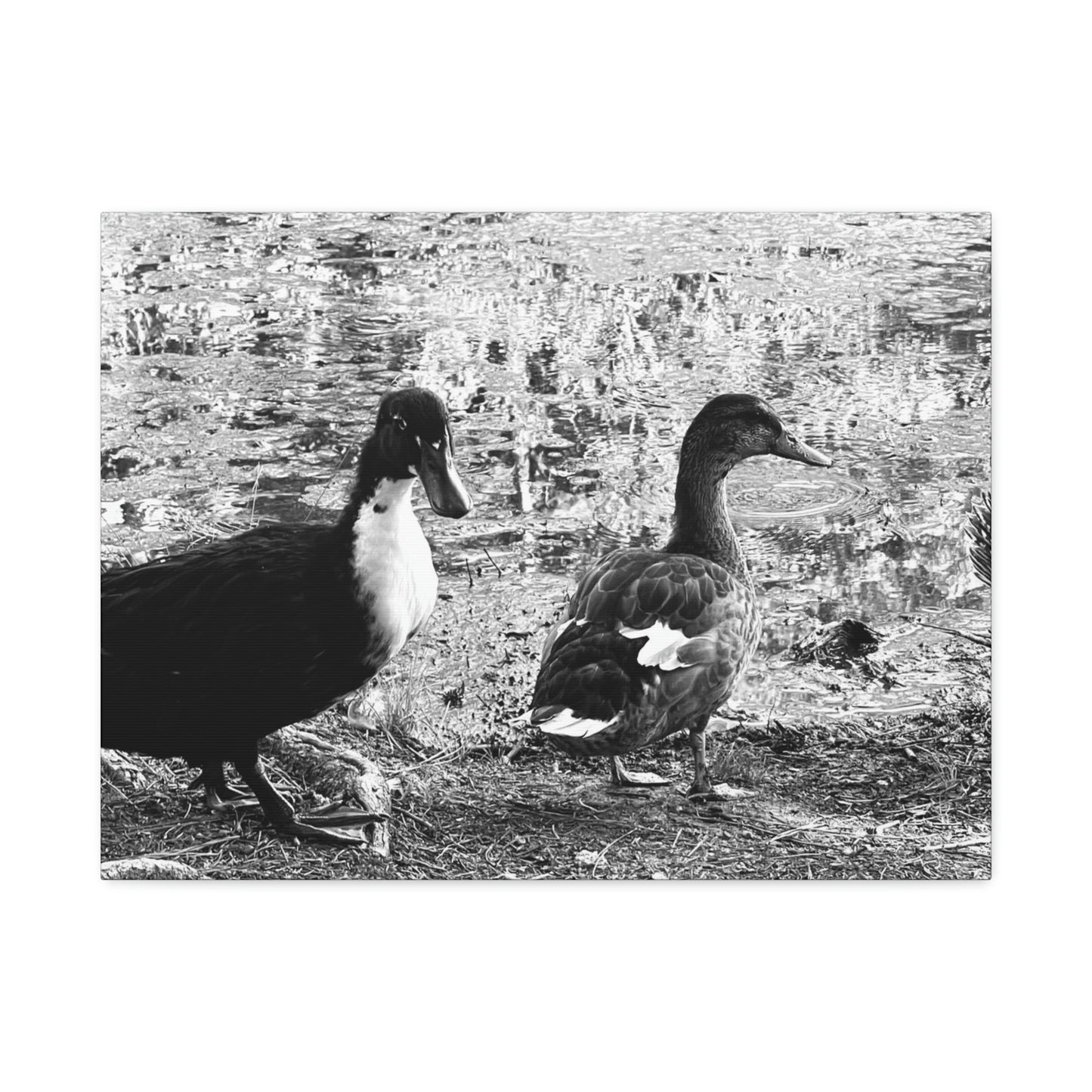 BW Ducks