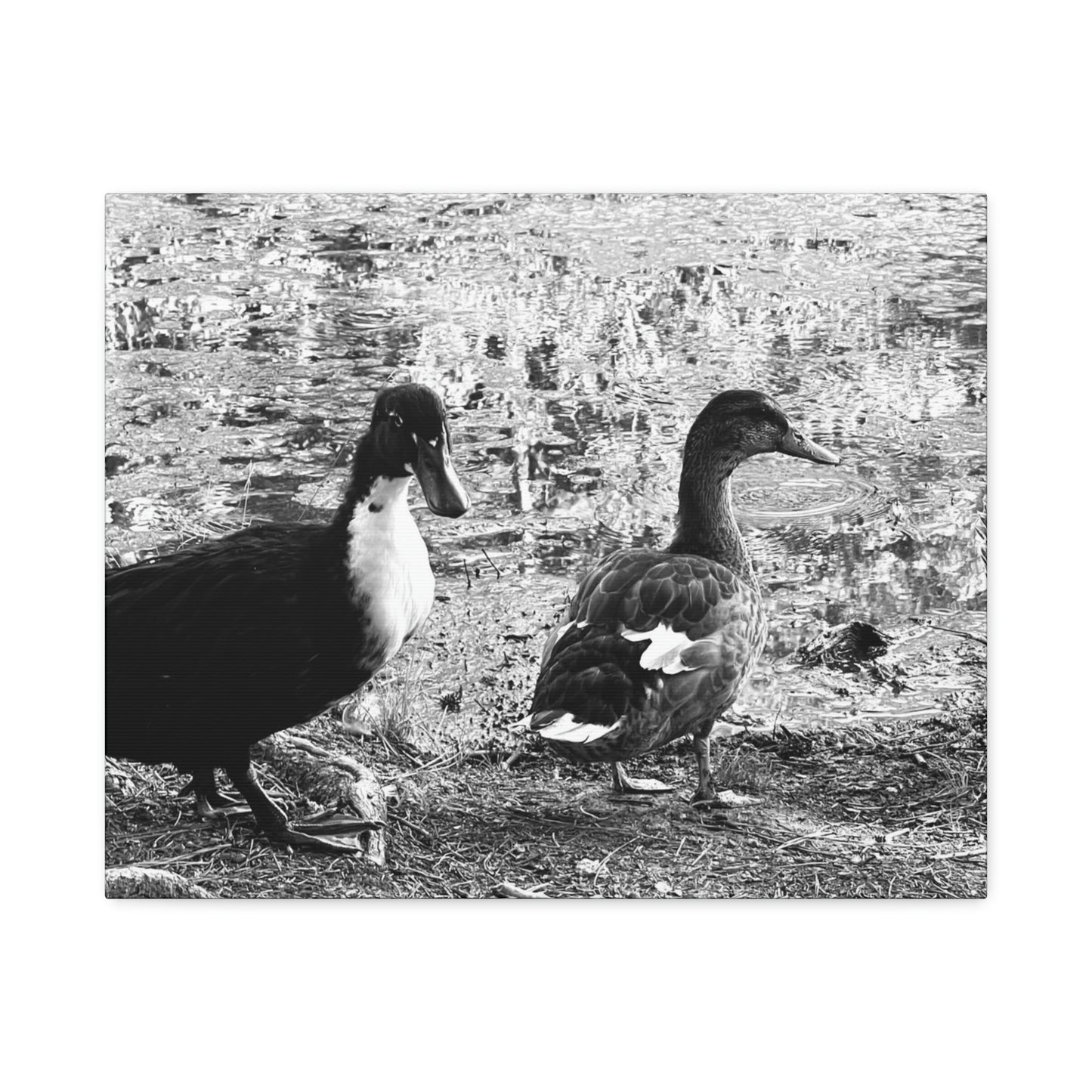 BW Ducks